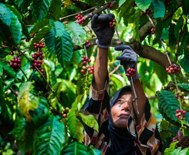 KASAI GLOBAL continues to strengthen its commitment to sustainable coffee cultivation in West Java through responsible plantation management, quality-focused practices, and collaboration with local farming communities.