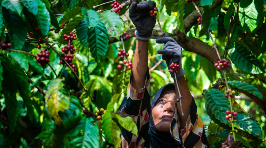 KASAI GLOBAL continues to strengthen its commitment to sustainable coffee cultivation in West Java through responsible plantation management, quality-focused practices, and collaboration with local farming communities.