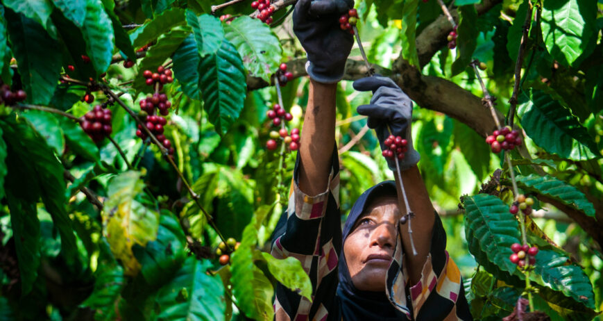 KASAI GLOBAL continues to strengthen its commitment to sustainable coffee cultivation in West Java through responsible plantation management, quality-focused practices, and collaboration with local farming communities.
