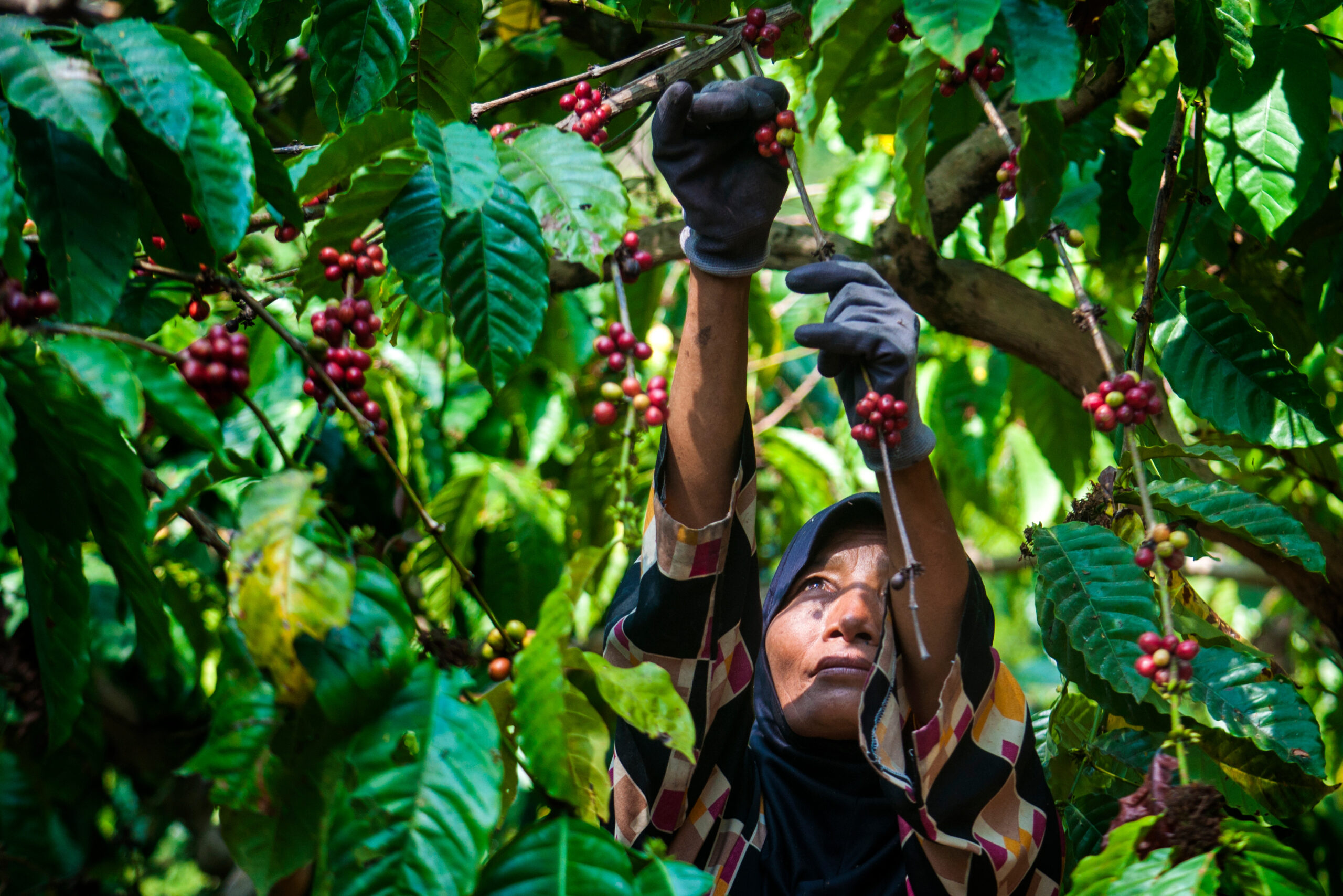 KASAI GLOBAL continues to strengthen its commitment to sustainable coffee cultivation in West Java through responsible plantation management, quality-focused practices, and collaboration with local farming communities.