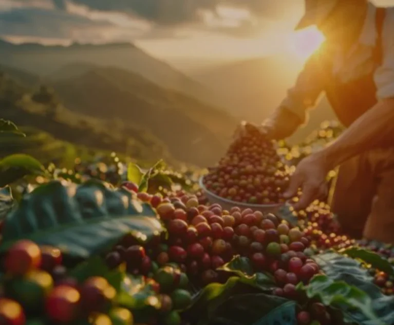 From cultivation and harvesting to post-harvest processing, KASAI GLOBAL is strengthening its integrated approach to building high-value coffee production in West Java.