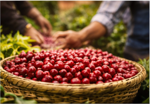 Our coffee undergoes strict quality control procedures from cherry selection to post-harvest processing to ensure reliability and consistency.